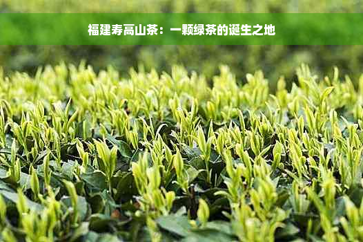 福建寿高山茶：一颗绿茶的诞生之地