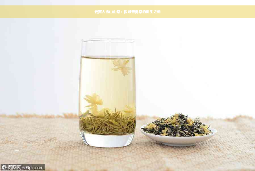云南大雪山山茶：探寻普洱茶的诞生之地