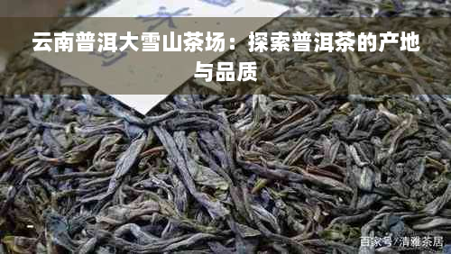 云南普洱大雪山茶场：探索普洱茶的产地与品质