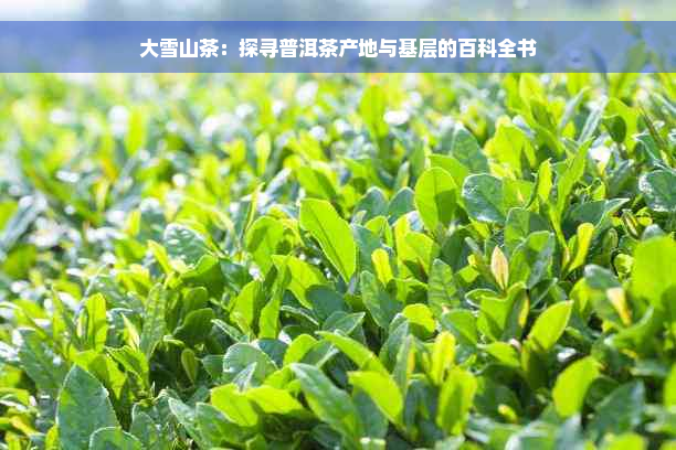 大雪山茶：探寻普洱茶产地与基层的百科全书