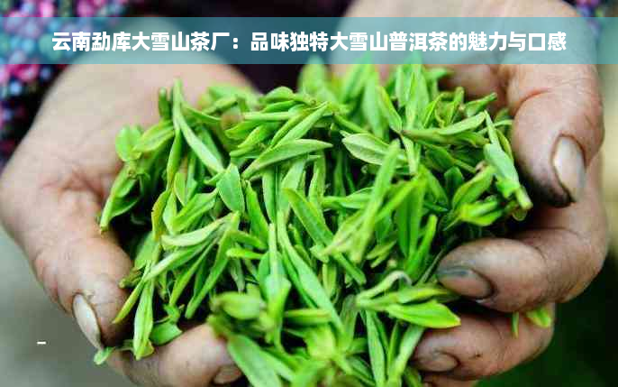 云南勐库大雪山茶厂：品味独特大雪山普洱茶的魅力与口感