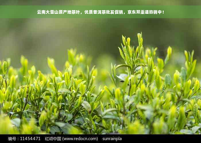 云南大雪山原产地茶叶，优质普洱茶批发促销，京东双渠道热销中！
