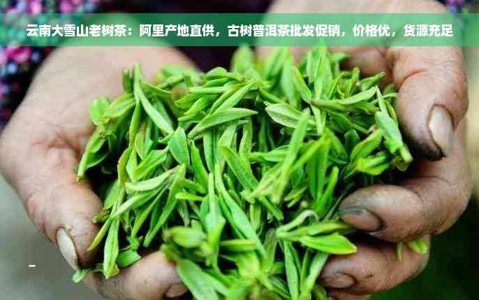 云南大雪山老树茶：阿里产地直供，古树普洱茶批发促销，价格优，货源充足