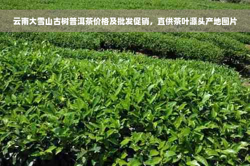 云南大雪山古树普洱茶价格及批发促销，直供茶叶源头产地图片