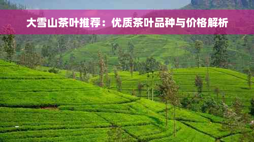 大雪山茶叶推荐：优质茶叶品种与价格解析