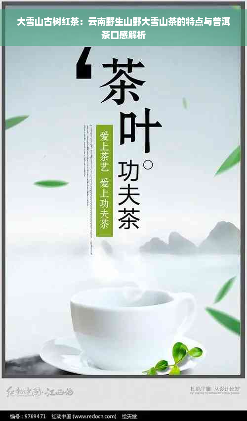 大雪山古树红茶：云南野生山野大雪山茶的特点与普洱茶口感解析