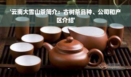 '云南大雪山茶简介：古树茶品种、公司和产区介绍'