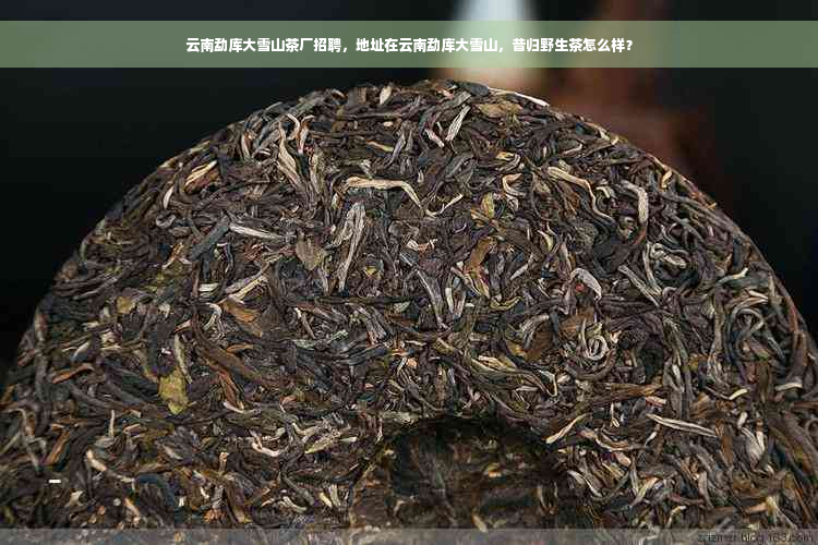 云南勐库大雪山茶厂招聘，地址在云南勐库大雪山，昔归野生茶怎么样？