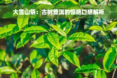 大雪山茶：古树普洱的惊艳口感解析