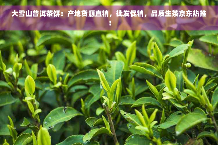 大雪山普洱茶饼：产地货源直销，批发促销，品质生茶京东热推！