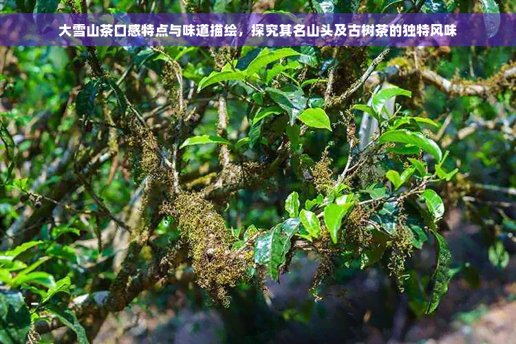 大雪山茶口感特点与味道描绘，探究其名山头及古树茶的独特风味