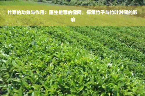 竹芽的功效与作用：医生推荐的健网，探索竹子与竹叶对健的影响