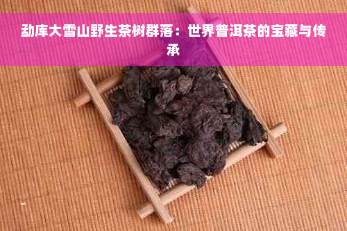 勐库大雪山野生茶树群落：世界普洱茶的宝藏与传承