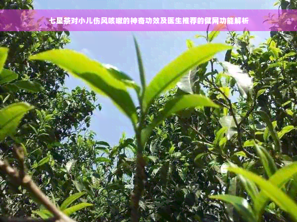 七星茶对小儿伤风咳嗽的神奇功效及医生推荐的健网功能解析