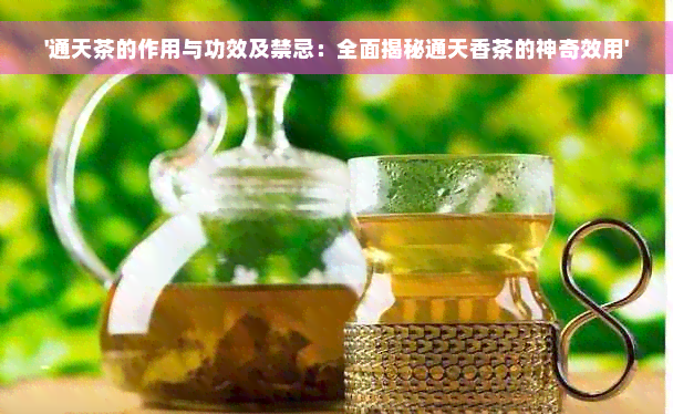 '通天茶的作用与功效及禁忌：全面揭秘通天香茶的神奇效用'