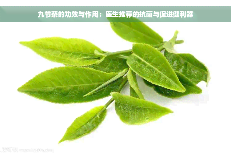 九节茶的功效与作用：医生推荐的抗菌与促进健利器