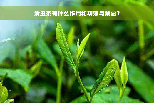 清虫茶有什么作用和功效与禁忌？