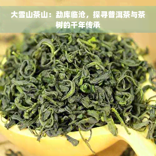 大雪山茶山：勐库临沧，探寻普洱茶与茶树的千年传承