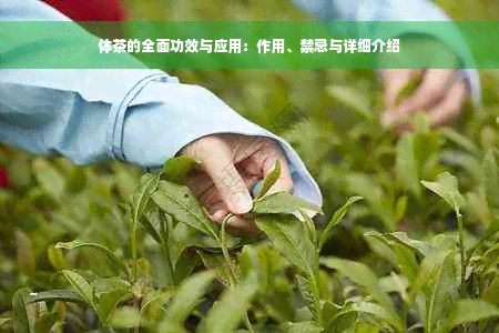 体茶的全面功效与应用：作用、禁忌与详细介绍