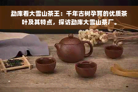 勐库看大雪山茶王：千年古树孕育的优质茶叶及其特点，探访勐库大雪山茶厂。