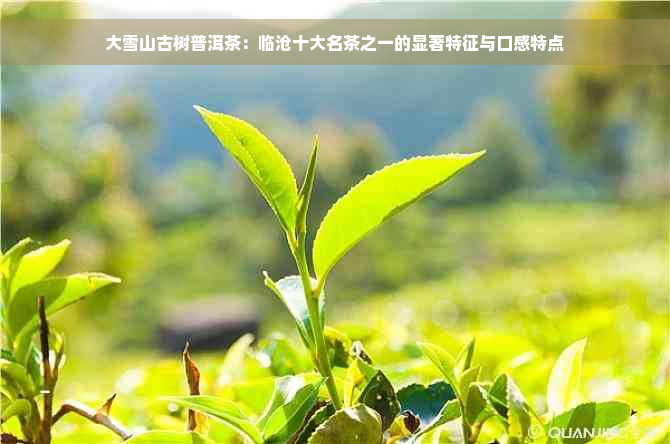 大雪山古树普洱茶：临沧十大名茶之一的显著特征与口感特点