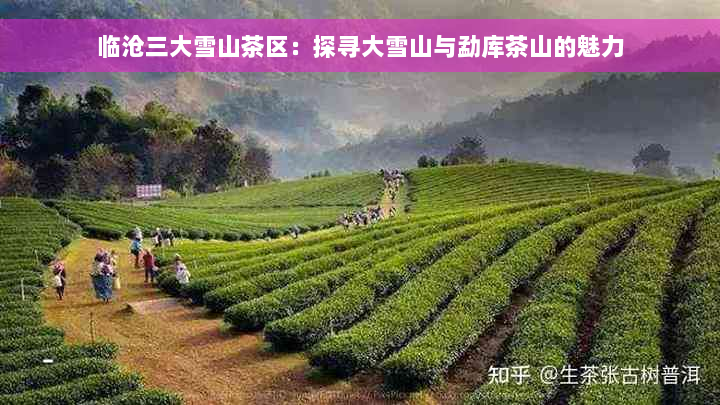 临沧三大雪山茶区：探寻大雪山与勐库茶山的魅力