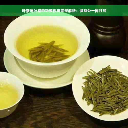 叶茶与叶茶的功效作用完整解析：健益处一网打尽