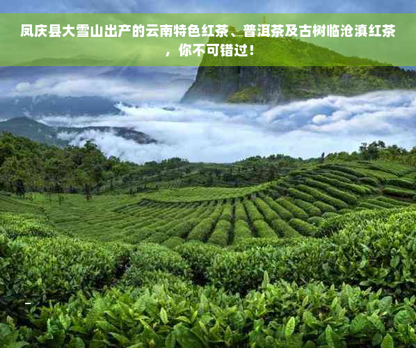 凤庆县大雪山出产的云南特色红茶、普洱茶及古树临沧滇红茶，你不可错过！
