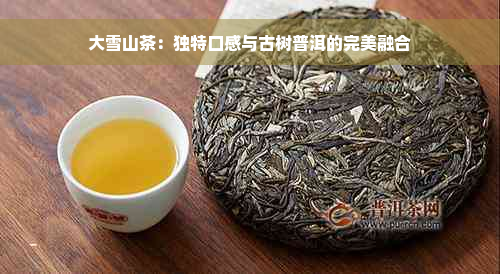 大雪山茶：独特口感与古树普洱的完美融合