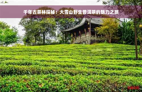 千年古茶林探秘：大雪山野生普洱茶的魅力之旅