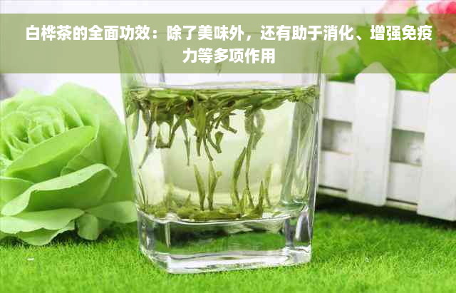 白桦茶的全面功效：除了美味外，还有助于消化、增强免疫力等多项作用