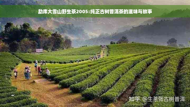 勐库大雪山野生茶2005:纯正古树普洱茶的滋味与故事