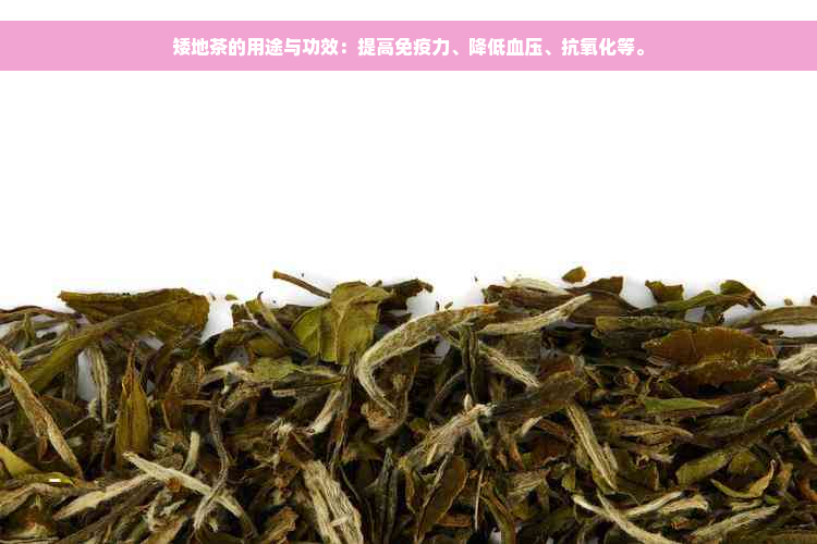 矮地茶的用途与功效：提高免疫力、降低血压、抗氧化等。