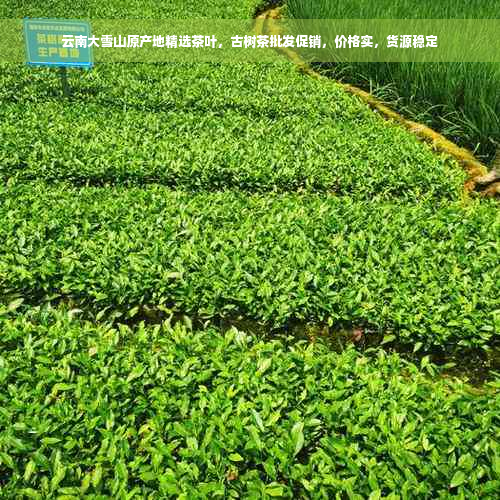 云南大雪山原产地精选茶叶，古树茶批发促销，价格实，货源稳定