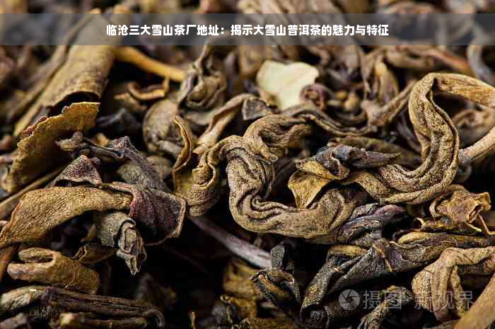 临沧三大雪山茶厂地址：揭示大雪山普洱茶的魅力与特征