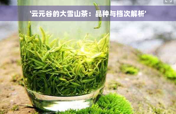 '云元谷的大雪山茶：品种与档次解析'