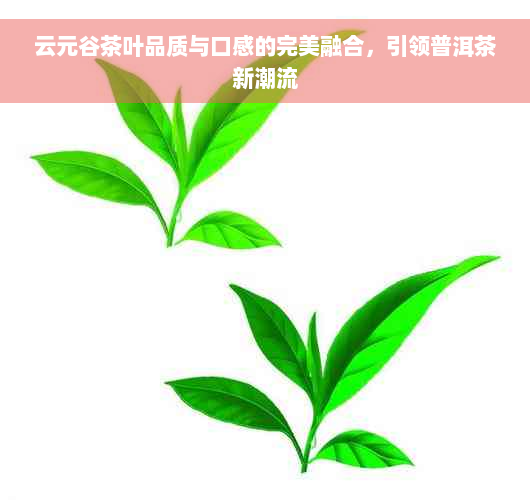 云元谷茶叶品质与口感的完美融合，引领普洱茶新潮流