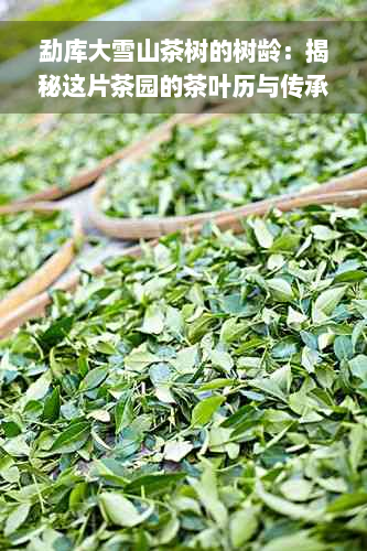 勐库大雪山茶树的树龄：揭秘这片茶园的茶叶历与传承