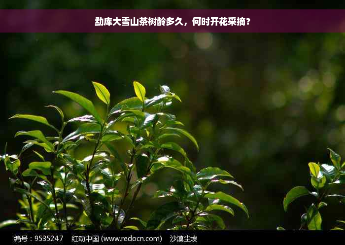 勐库大雪山茶树龄多久，何时开花采摘？