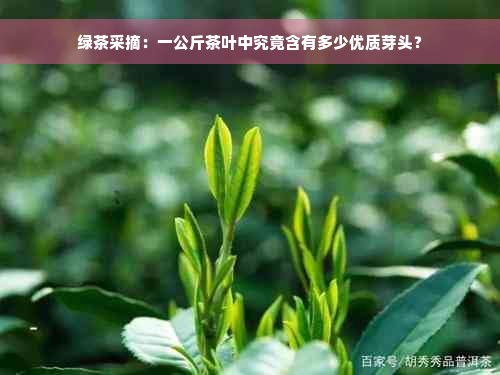绿茶采摘：一公斤茶叶中究竟含有多少优质芽头？