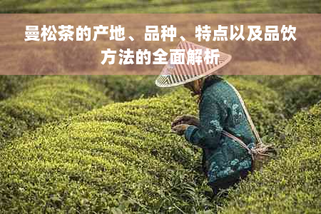 曼松茶的产地、品种、特点以及品饮方法的全面解析