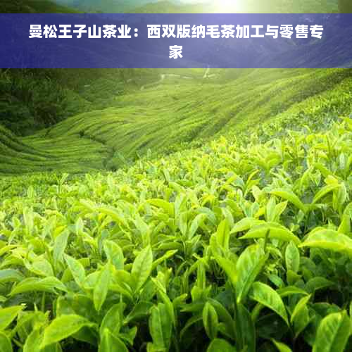 曼松王子山茶业：西双版纳毛茶加工与零售专家