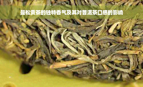 曼松贡茶的独特香气及其对普洱茶口感的影响