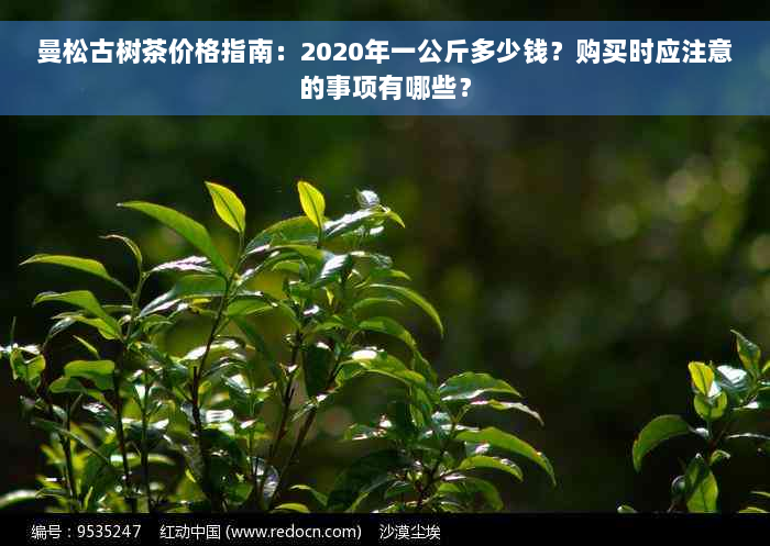 曼松古树茶价格指南：2020年一公斤多少钱？购买时应注意的事项有哪些？