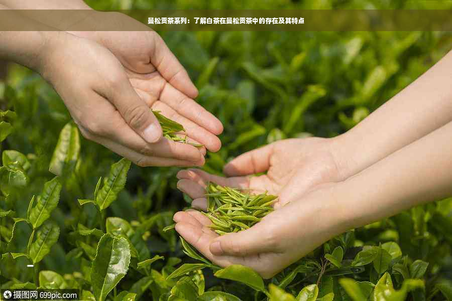 曼松贡茶系列：了解白茶在曼松贡茶中的存在及其特点