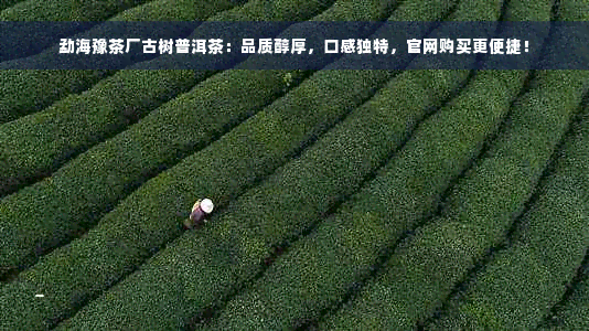 勐海豫茶厂古树普洱茶：品质醇厚，口感独特，官网购买更便捷！