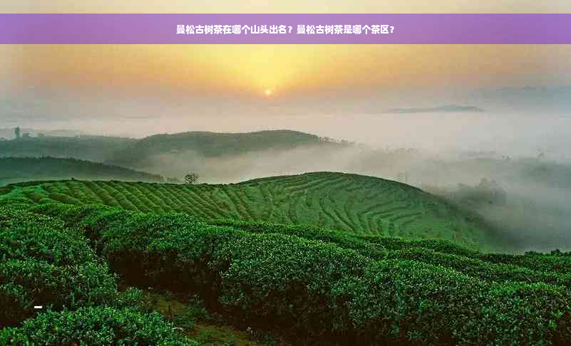 曼松古树茶在哪个山头出名？曼松古树茶是哪个茶区？