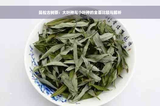 曼松古树茶：大叶种与小叶种的全面比较与解析