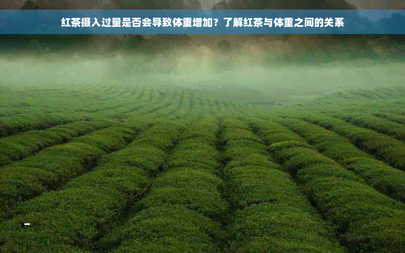 红茶摄入过量是否会导致体重增加？了解红茶与体重之间的关系