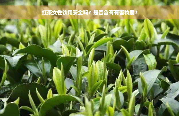 红茶女性饮用安全吗？是否含有有害物质？